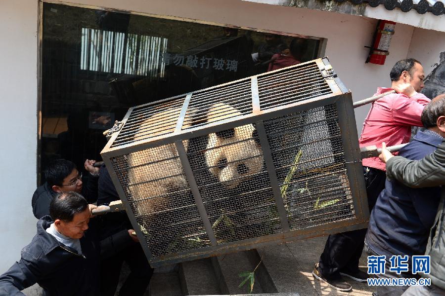 （社會）（1）春天里的離別——黃山大熊貓“姐妹”啟程赴“娘家”產(chǎn)仔