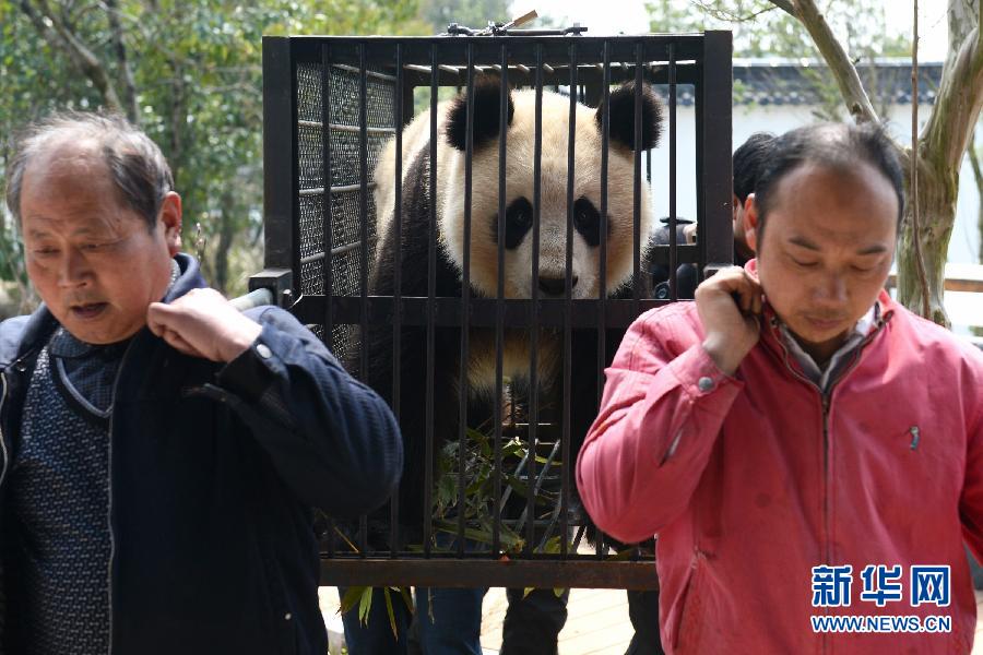 （社會）（2）春天里的離別——黃山大熊貓“姐妹”啟程赴“娘家”產(chǎn)仔
