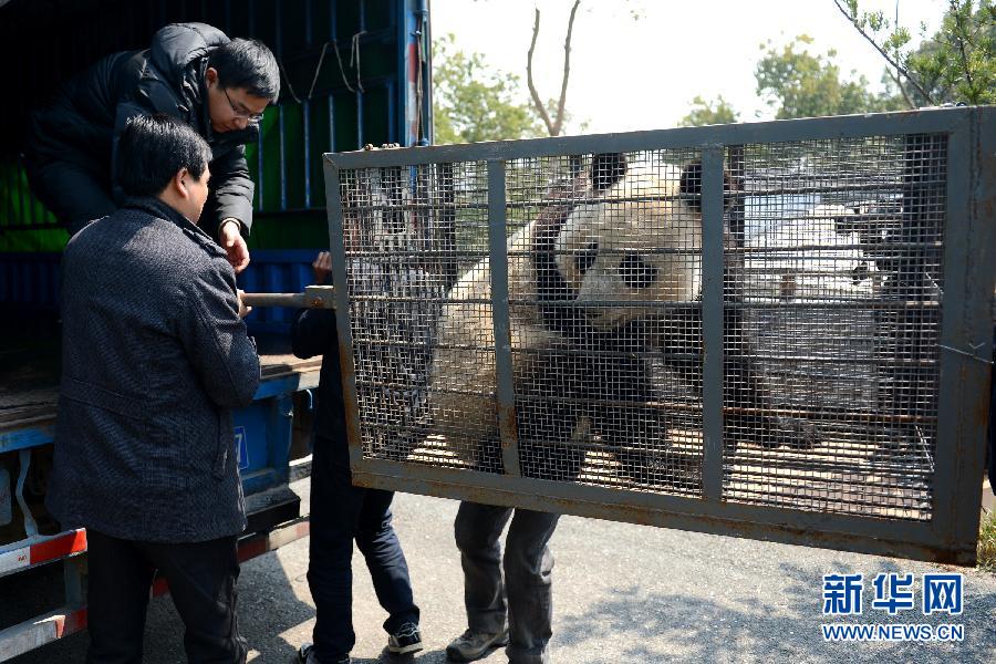 （社會）（3）春天里的離別——黃山大熊貓“姐妹”啟程赴“娘家”產(chǎn)仔