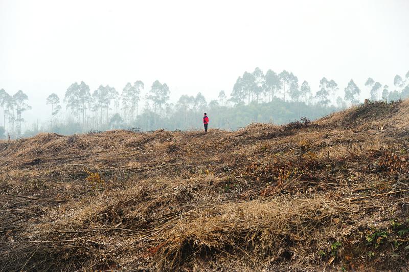 原來這里是片茂密的山林，如今變成荒蕪的土坡。