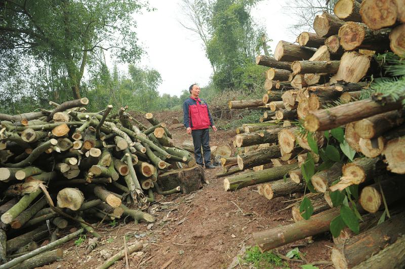 邛崍市道佐鄉(xiāng)磚橋村，被盜伐的樹木還堆在山坡上。郝飛攝