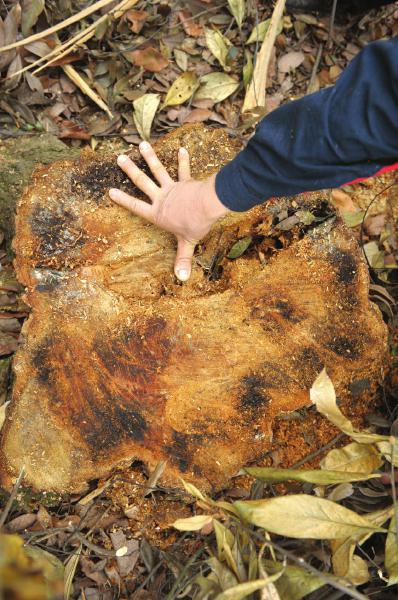 許多幾十年樹齡的老樹也被盜伐。
