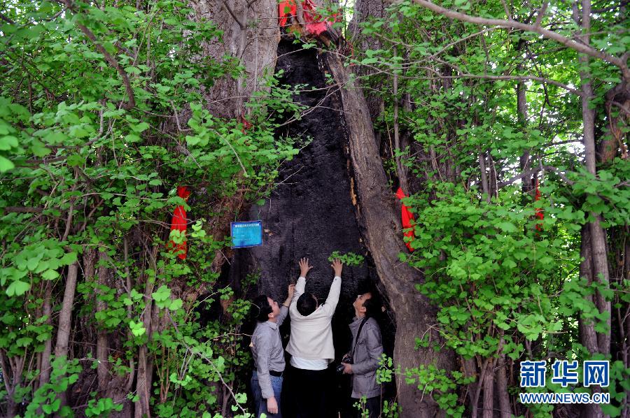 （晚報(bào)）（1）漢中有棵“銀杏王”