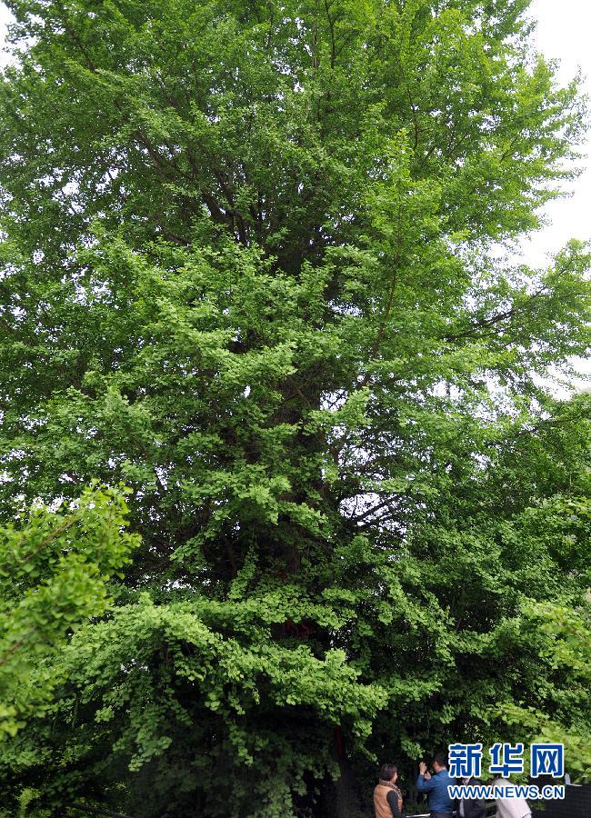 （晚報）（2）漢中有棵“銀杏王”