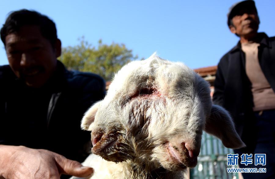 （晚報）（1）山東昌樂現(xiàn)“雙頭羊”