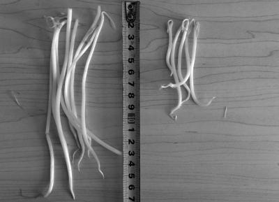 北京黑作坊制售豆芽使用6種化學藥劑 日售4500斤